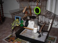 /album/novy-druh-andulky-ceske/dscn2185-jpg/