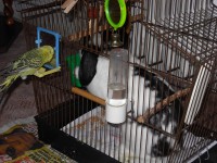 /album/novy-druh-andulky-ceske/dscn2187-jpg/