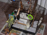 /album/novy-druh-andulky-ceske/dscn2188-jpg/