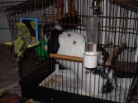 /album/novy-druh-andulky-ceske/dscn2189-jpg/